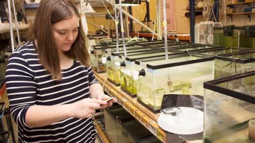 Ashlea Kennedy, an undergraduate Applying Scientific Knowledge research student at Wright State, works in the aquarium room. WSU received a $1 million grant to expand the research program. (Photo provided)