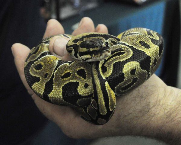 Repticon Orlando Reptile & Exotic Animal Show