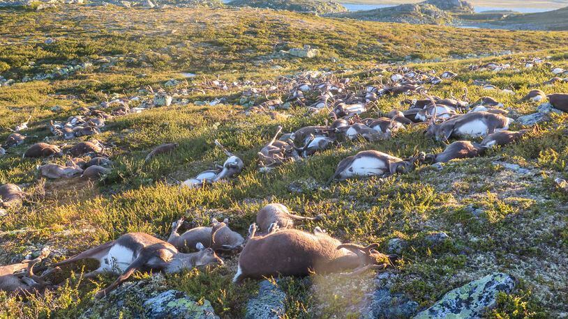In this image made available by the Norwegian Environment Agency on Monday Aug. 29 2016, shows some of the more than 300 wild reindeer that were killed by lighting in Hardangervidda, central Norway on Friday Aug. 26, 2016 in what wildlife officials say was a highly unusual massacre by nature. (Havard Kjotvedt /Norwegian Environment Agency, NTB scanpix, via AP)