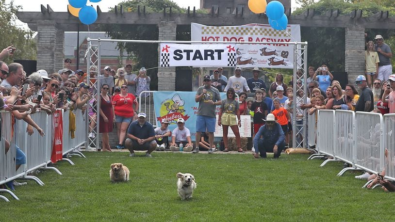 In this file photo, one of the highlights of MustardFEST is the Champion City Wiener Dog Races at National Road Commons Park in Springfield. BILL LACKEY/STAFF
