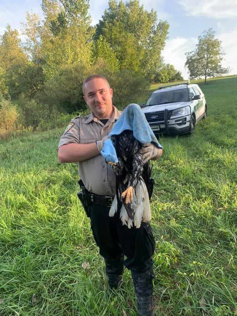 Greene County Parks and Trails Park Ranger Jason Smedley rescued a bald eagle from the pond of a private property in Greene County on Sunday.