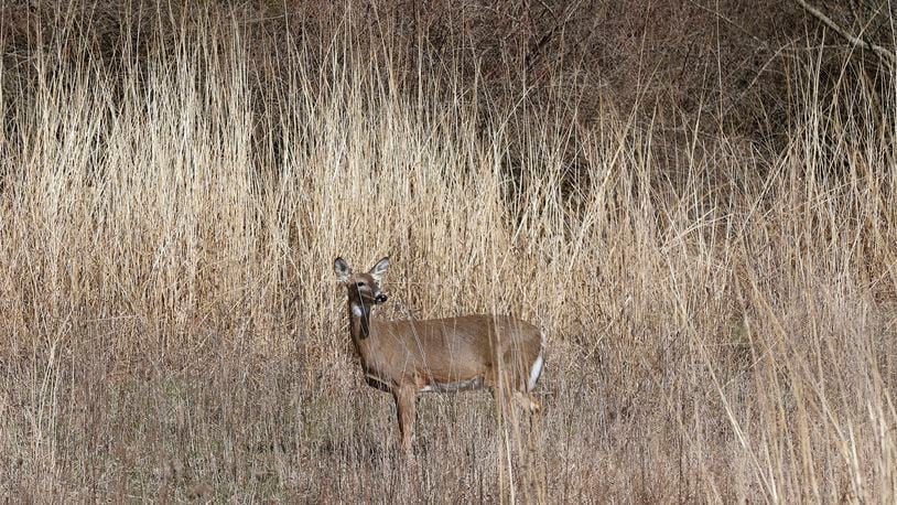 A deer nearly blends into the tall grass it was standing in Thursday, March 9, 2023 at Buck Creek State Park. BILL LACKEY/STAFF