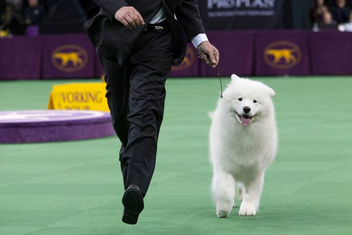 140th Westminster Kennel Club Dog Show