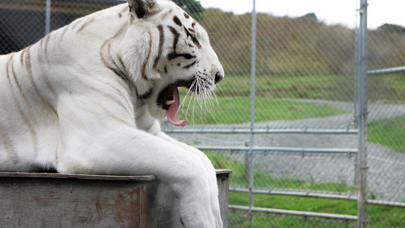 A 375-pound white tiger mauled a zookeeper to death in southern Japan.