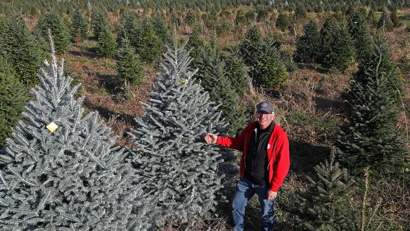 Ben Young is surrounded by acres of Christmas trees at Carl and Dorothy Young's Cut Your Own Christmas Tree Farm (File Photo). BILL LACKEY/STAFF