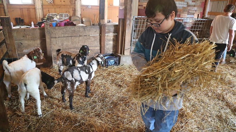 Several events will be held in Clark and Champaign counties this weekend, including a 20-year reunion and celebration for On The Rise, a local non-profit that supports Springfield students. Here, Gilberto Marquez, one of the On-The-Rise participants, spreads straw bedding around the goat pin at the On-The-Rise farm. BILL LACKEY/STAFF