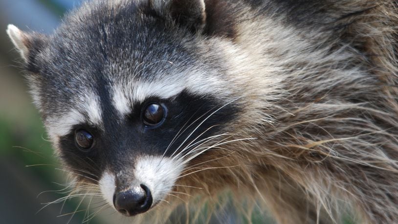 A raccoon, like the one pictured above, hitched a ride on the back of a Virginia garbage truck and traveled miles before the driver stopped and police helped catch and release him.