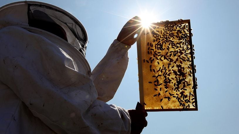 Nearly half a million bees were killed when vandals destroyed an Iowa honey business.