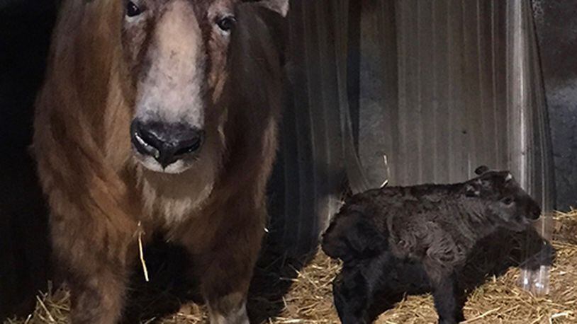 The Cincinnati Zoo & Botanical Garden welcomed its newest zoo baby over the weekend. On Saturday, 7-year-old takin Sally gave birth to a healthy calf. (PHOTO: CINCINNATI ZOO & BOTANICAL GARDEN)