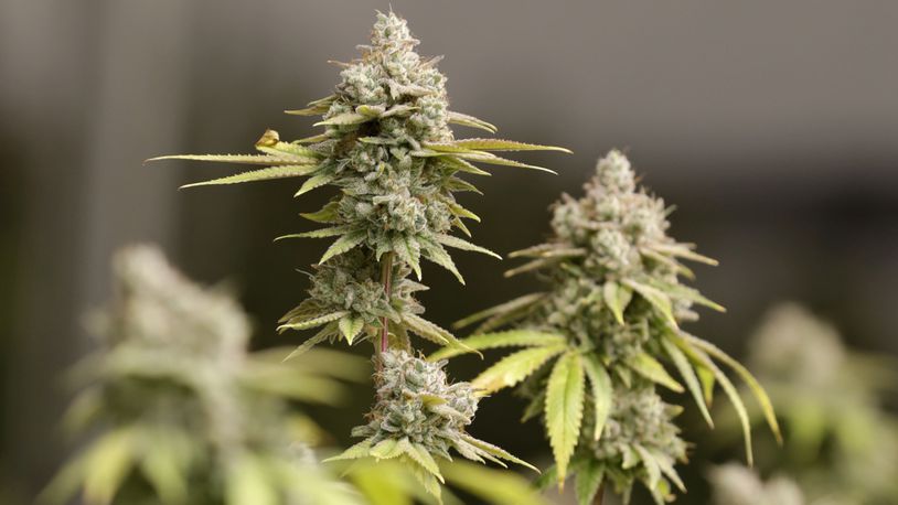 FILE - Marijuana buds ready for harvest rest on a plant at AT-Calyx Peak Companies of Ohio, Monday, Jan. 28, 2019, in Akron, Ohio. A proposal to legalize adult use of marijuana in Ohio fell short Tuesday, July 25, 2023 of the signatures it needed to make the fall statewide ballot. Backers will have 10 days, or until Aug. 4, to gather more. (AP Photo/Tony Dejak)