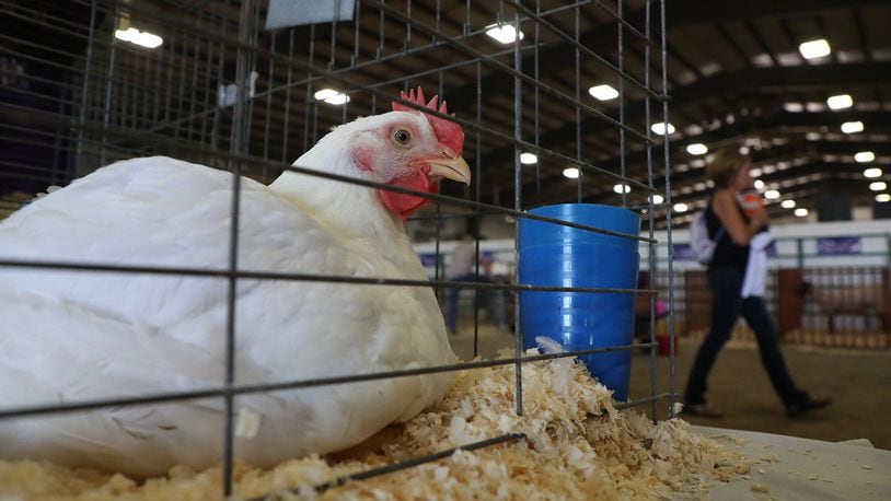 A chicken sits in its cage back stage at the Auction of Champions event at the Clark County Fair. Chickens from the Clark County Fair are not allowed to compete in the Ohio State Fair after one chicken tested positive for herpes virus. BILL LACKEY/STAFF
