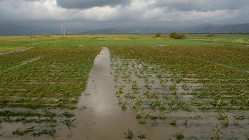 A field of plantains is flooded one day after the impact of Hurricane Maria in Yabucoa, Puerto Rico, Thursday, Sept. 21, 2017. (AP Photo/Carlos Giusti)