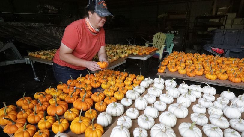 Jamie Hough and her husband, Aaron, have been busy getting ready to open their pumpkin patch called Mad Pumpkins on Lower Valley Pike. BILL LACKEY/STAFF