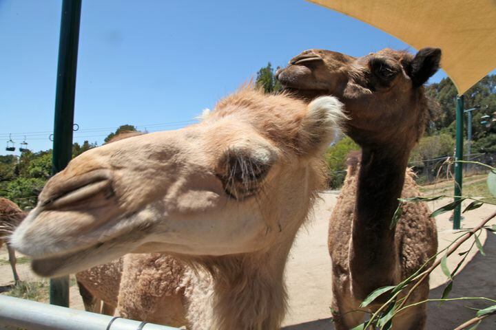 Oakland Zoo and their camels Bahir & Zahara
