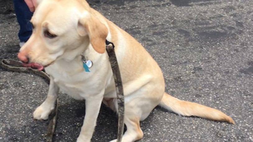 Addie, a 3-year-old Labrador, was revived with Narcan after she accidentally ate 25 painkillers. (Photo: York County Sheriff's Office)