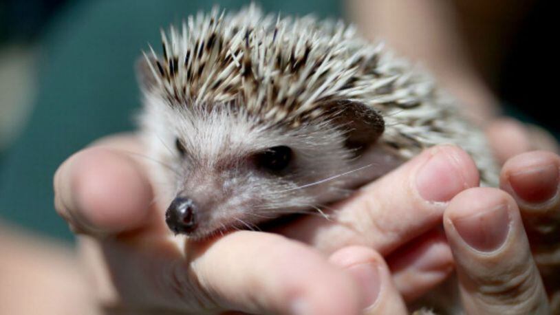 Hedgehog. File photo. (Photo: Joe Raedle/Getty Images)