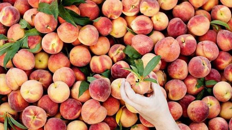 The Peach Truck will be at Meadow View Growers, 755 N. Dayton-Lakeview Road in New Carlisle from 2:30 to 4 p.m. on Wednesday, June 24 and at Rural King, 1476 Upper Valley Pike in Springfield from 3:30 to 5 p.m. on Thursday, June 25.