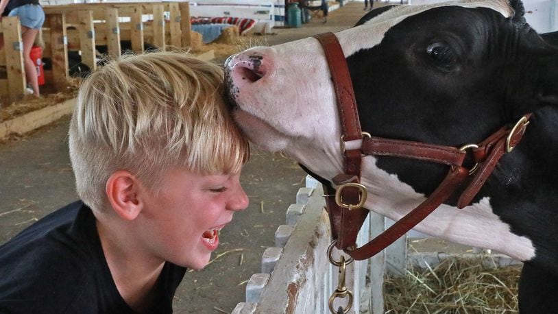 Lee Rethmel, 7, laughes as a cow checks him out with a sniff and a lick Thursday at the Clark County Fair. BILL LACKEY/STAFF