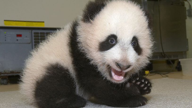 A giant panda cub, like the one pictured above, engagas in funny antics at the Chengdu Panda Base in China when it refuses to release the leg of a worker. The entire episode was caught on camera.