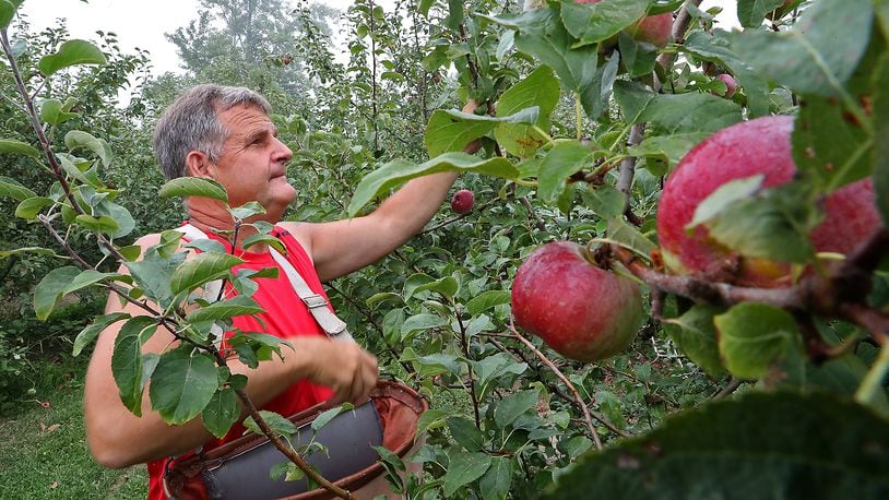 Mark Reaver picks apples in his orchard at Reaver Farms Tuesday. BILL LACKEY/STAFF