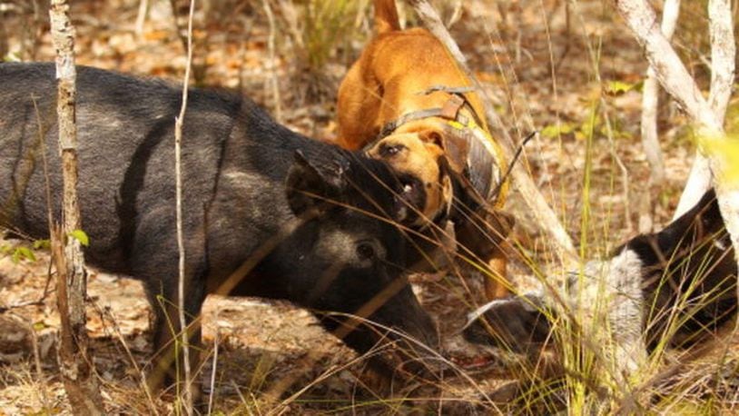 Trappers used dogs to capture a feral hog that wandered onto a south Texas golf course last week.