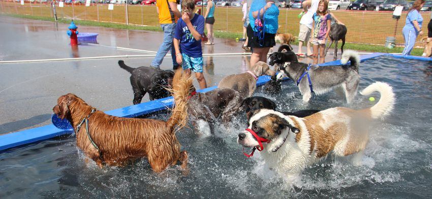 Dogs have some fun in the water at the annual Doggie Dash 'N Splash