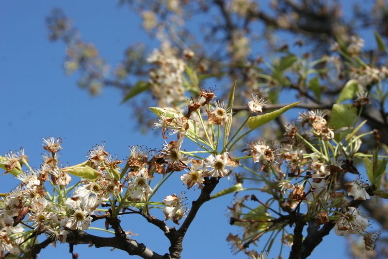 Freeze injury to pear flower buds in 2012.
