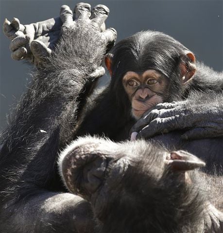 111 chimps are moving from a south Louisiana laboratory to Chimp Haven, the national sanctuary for chimpanzees retired from federal research.