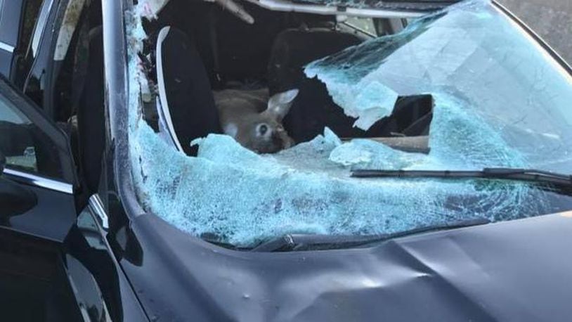A deer crashed into a car Saturday. (Photo: Lyon Township Fire Department)