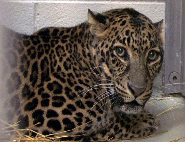 Exotic animal reforms are expected in Ohio