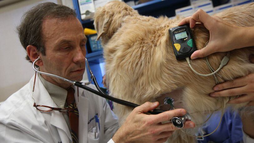 NEW YORK, NY - DECEMBER 10: Veterinarian Philip Fox checks golden retreiver Oliver while mounting a heart monitor on the dog's side at the Animal Medical Center on December 10, 2012 in New York City. The non-profit Animal Medical Center, established in 1910, has 80 veterinarians in 17 specialty services that treat up to 40,000 animal visits annually. Clients bring in their pets from around the country and world to the teaching hospital on Manhattan's Upper East Side for specialized high tech treatment. The American Pet Products Association estimates that Americans would spend more than $50 billion on their pets in 2012, $14 billion of that in veterinary care alone. (Photo by John Moore/Getty Images)