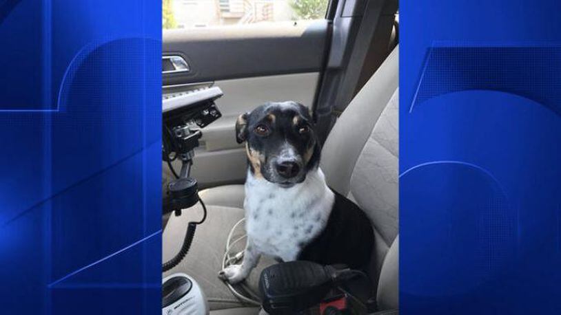 A lost dog became a Massachusetts police officer’s co-pilot Monday.
