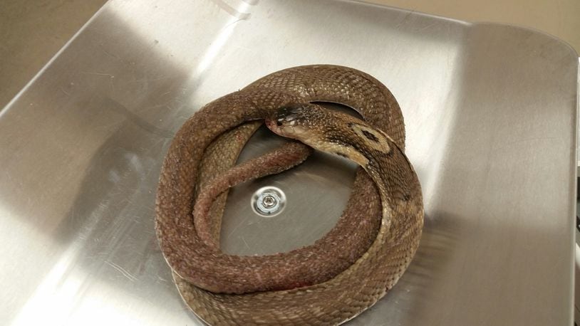 Monocled cobra found near the Lowe's Home Improvement store in North Austin early Friday morning. The snake is linked to the death of an 18-year-old man from Temple.