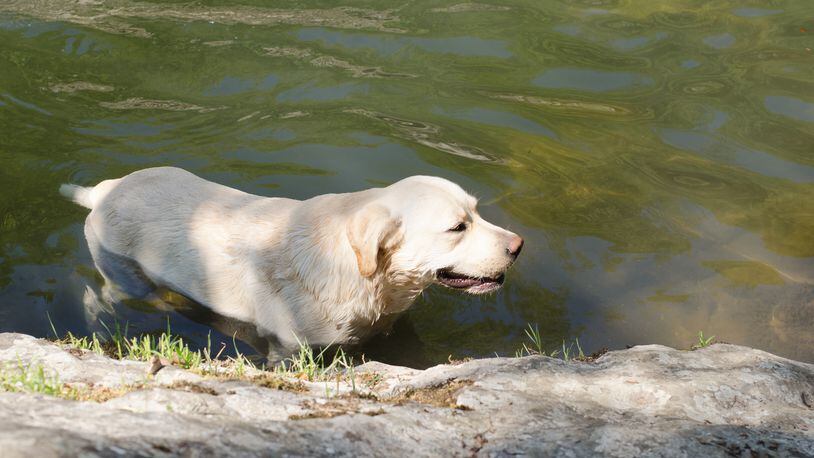 Dog in water (stock photo)