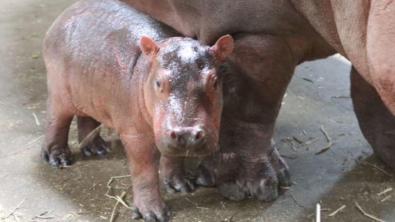 The Cincinnati Zoo will name its new hippo either Fritz or Ferguson. CONTRIBUTED/CINCINNATI ZOO