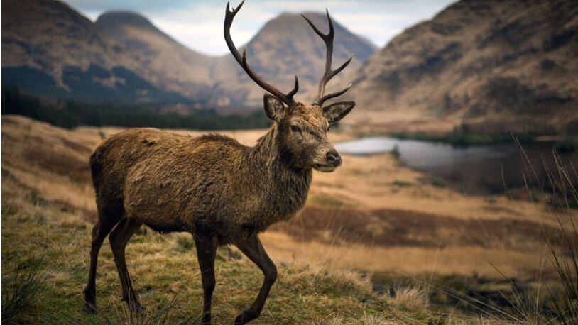 A 46-year-old Australian man was fatally attacked by his pet deer Wednesday morning.