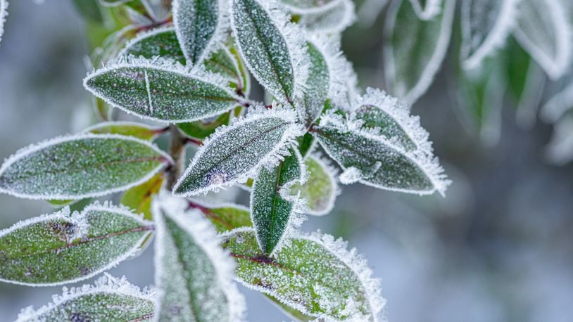 Winter brings to plants desiccation, frost heaving, sunscald, and frost cracks. iSTOCK/COX