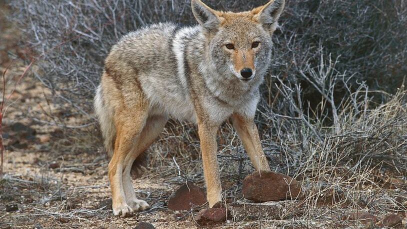 Coyote.