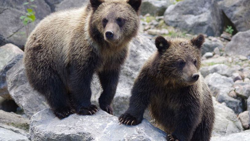 Two bear cubs were found in a box on a North Carolina man's doorstep.