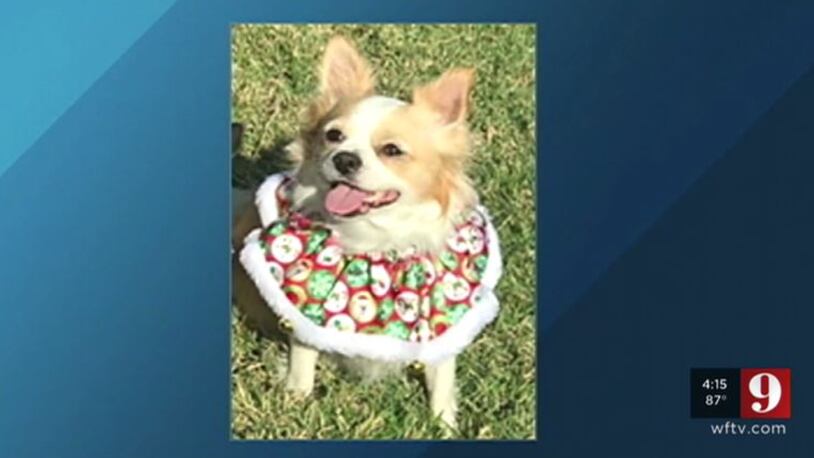 Neighbors in a Florida community are taking extra precautions after a woman's dog (pictured) was snatched by a coyote right in front of her.
