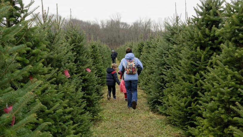 For many people, it’s time to pick out a Christmas tree. CONTRIBUTED