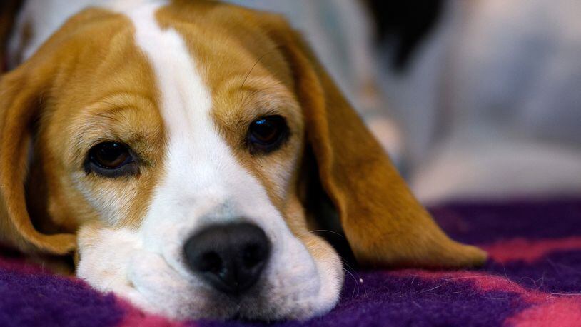 A beagle (not involved in University of Missouri research) rests on a bench (Photo by Ben Pruchnie/Getty Images)