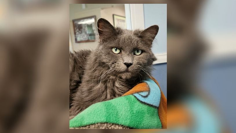 Smokey is a 12-year-old spayed female who still has a lot of pep in her. She and her brother Tommy were brought in when their former human passed away. Smokey loves treats and attention. Come meet her in the ZEN room at the Paws Animal Shelter, 1535 West U.S. Highway 36, Urbana. Check out PAWS at pawsurbana.com, on Facebook at facebook.com/paws.urbana, on Petfinder at petfinder.com or call 937-653-6233. PAWS is in need of volunteers and foster homes. CONTRIBUTED
