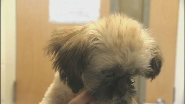 Deputies: Woman arrested after puppy put in trunk