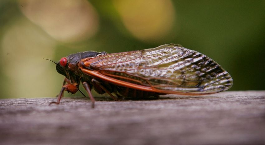 No. 16 The Cicadas
