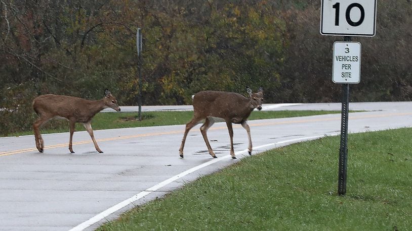November is the leading month for deer-related crashes and drivers are encouraged to scan the roadways. MARSHALL GORBY / STAFF