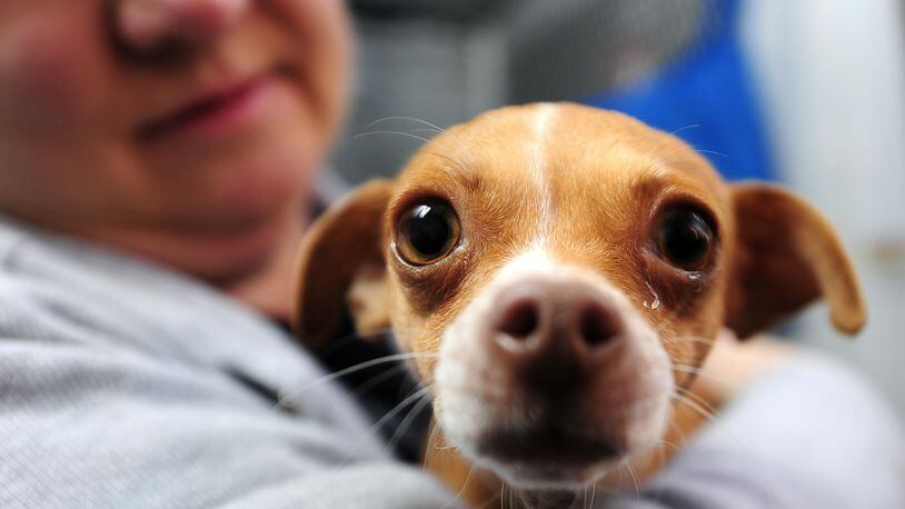 A rescued Chihuahua is pictured in this 2011 photo. (ROBYN BECK/AFP/Getty Images)