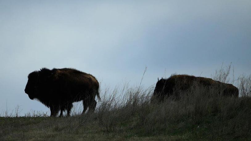 An Oregon man was sentenced in federal court on charges that included taunting a bison at Yellowstone National Park.