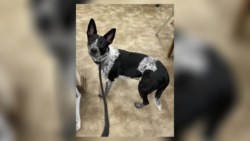 Patches is a 35 lb. Blue Heeler, around a year old or so. She is super friendly, and could use an active family to keep her busy. Patches is a little shy but warms up very quickly. We believe she does well with other dogs, but we always recommend a meet-n-greet, prior to adopting. Patches is $111 this week, as she is the Pet of the Week. She is heartworm negative, spayed, up to date on all shots, and will come with a dog license, microchip and a free vet check. If you are interested in meeting Patches, call 937-521-2140. Clark County Dog Shelter is at 5201 Urbana Road, Springfield. CONTRIBUTED