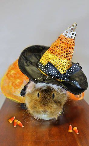 PHOTOS: Local pets ready for Halloween